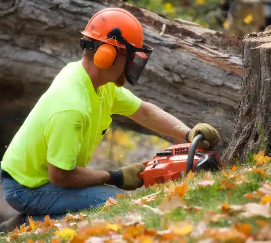 tree services Caledonia